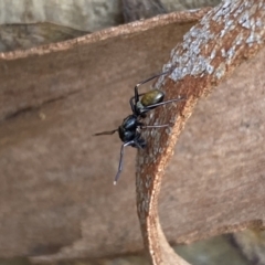 Myrmarachne sp. (genus) at Numeralla, NSW - 13 Mar 2022