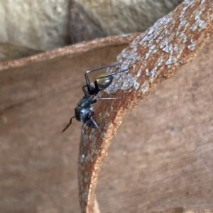 Myrmarachne sp. (genus) at Numeralla, NSW - 13 Mar 2022