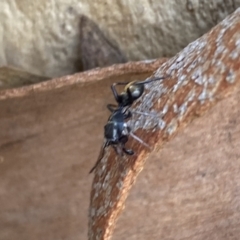 Myrmarachne sp. (genus) at Numeralla, NSW - 13 Mar 2022 04:44 PM