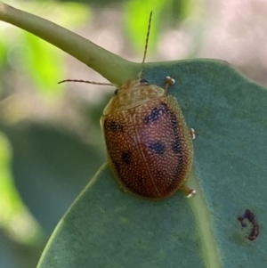 Paropsis atomaria at Numeralla, NSW - 13 Mar 2022