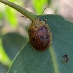 Paropsis atomaria at Numeralla, NSW - 13 Mar 2022 04:26 PM