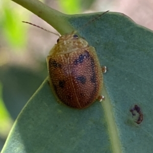 Paropsis atomaria at Numeralla, NSW - 13 Mar 2022 04:26 PM