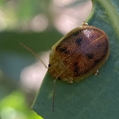 Paropsis atomaria at Numeralla, NSW - 13 Mar 2022 04:26 PM