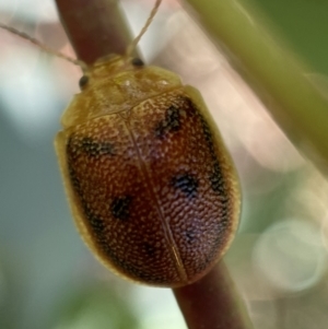 Paropsis atomaria at Numeralla, NSW - 13 Mar 2022 04:26 PM