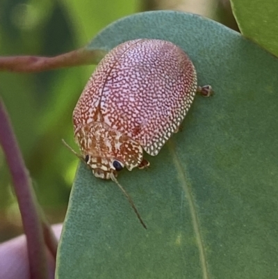 Paropsis atomaria (Eucalyptus leaf beetle) at Kybeyan State Conservation Area - 13 Mar 2022 by Steve_Bok