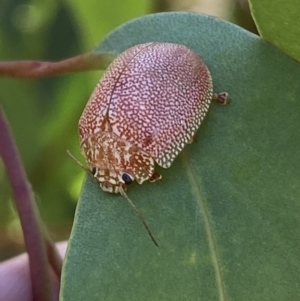 Paropsis atomaria at Numeralla, NSW - 13 Mar 2022