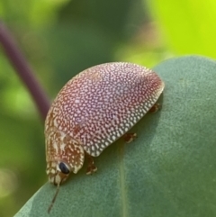 Paropsis atomaria at Numeralla, NSW - 13 Mar 2022