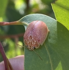 Paropsis atomaria at Numeralla, NSW - 13 Mar 2022