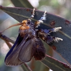 Doratifera oxleyi (Painted Cup Moth) at Kybeyan State Conservation Area - 13 Mar 2022 by Steve_Bok