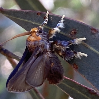 Doratifera oxleyi (Painted Cup Moth) at Numeralla, NSW - 13 Mar 2022 by Steve_Bok