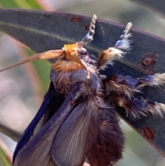 Doratifera oxleyi at Numeralla, NSW - 13 Mar 2022