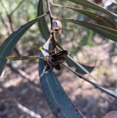 Doratifera oxleyi at Numeralla, NSW - 13 Mar 2022