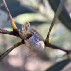 Doratifera oxleyi at Numeralla, NSW - 13 Mar 2022