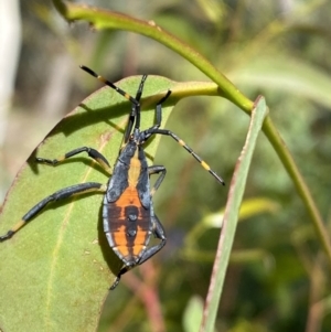 Amorbus sp. (genus) at Numeralla, NSW - 13 Mar 2022 03:48 PM