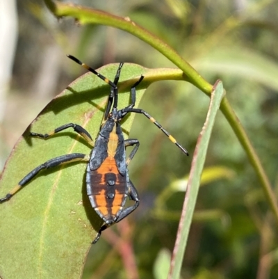 Amorbus sp. (genus) (Eucalyptus Tip bug) at Numeralla, NSW - 13 Mar 2022 by Steve_Bok