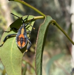 Amorbus sp. (genus) at Numeralla, NSW - 13 Mar 2022 03:48 PM