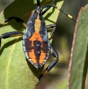 Amorbus sp. (genus) at Numeralla, NSW - 13 Mar 2022 03:48 PM