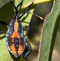 Amorbus sp. (genus) at Numeralla, NSW - 13 Mar 2022