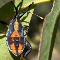 Amorbus sp. (genus) at Numeralla, NSW - 13 Mar 2022 03:48 PM