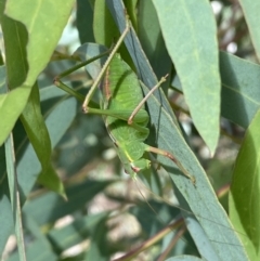 Caedicia simplex (Common Garden Katydid) at Numeralla, NSW - 13 Mar 2022 by Steve_Bok