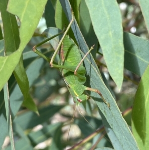 Caedicia simplex at Numeralla, NSW - 13 Mar 2022