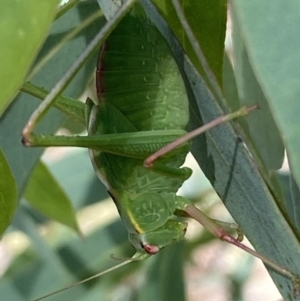 Caedicia simplex at Numeralla, NSW - 13 Mar 2022 03:47 PM