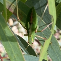 Caedicia simplex at Numeralla, NSW - 13 Mar 2022 03:47 PM