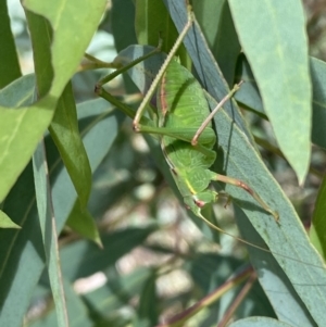 Caedicia simplex at Numeralla, NSW - 13 Mar 2022