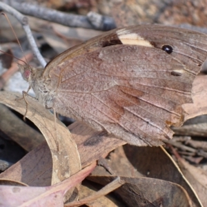 Heteronympha merope at Mullion, NSW - 13 Mar 2022