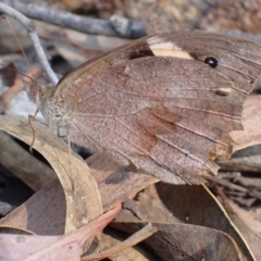 Heteronympha merope (Common Brown Butterfly) at Mullion, NSW - 13 Mar 2022 by drakes