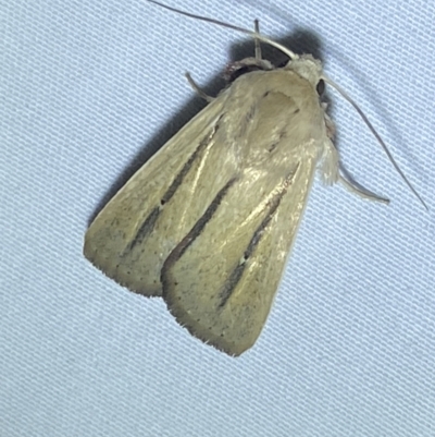 Leucania diatrecta (A Noctuid moth) at Numeralla, NSW - 12 Mar 2022 by SteveBorkowskis