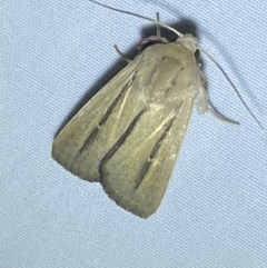 Leucania diatrecta (A Noctuid moth) at Numeralla, NSW - 12 Mar 2022 by Steve_Bok