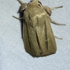 Leucania diatrecta at Numeralla, NSW - 12 Mar 2022