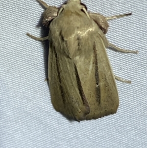 Leucania diatrecta at Numeralla, NSW - 12 Mar 2022