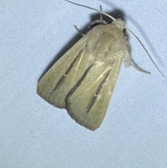 Leucania diatrecta at Numeralla, NSW - 12 Mar 2022