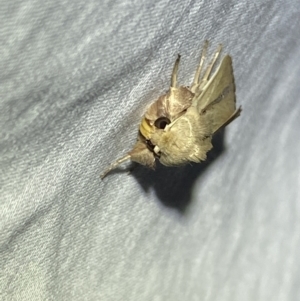 Leucania diatrecta at Numeralla, NSW - 12 Mar 2022