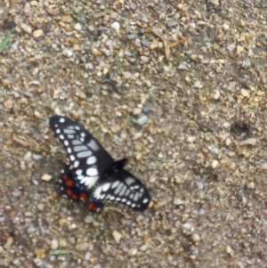 Papilio anactus at Queanbeyan East, NSW - 6 Mar 2022