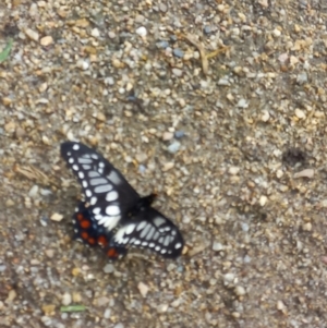 Papilio anactus at Queanbeyan East, NSW - 6 Mar 2022 04:38 PM