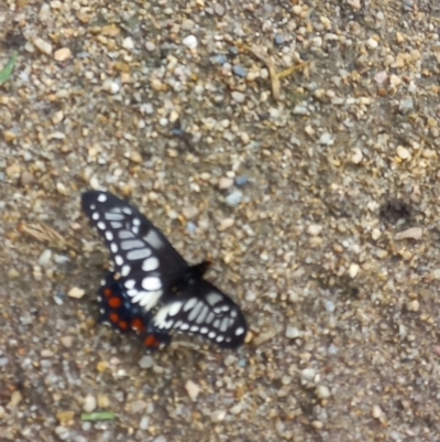 Papilio anactus (Dainty Swallowtail) at Queanbeyan East, NSW - 6 Mar 2022 by SophiaRez