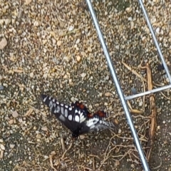 Papilio anactus at Queanbeyan East, NSW - 6 Mar 2022