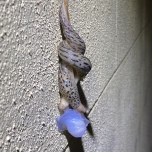 Limax maximus at Numeralla, NSW - suppressed