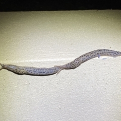 Limax maximus at Numeralla, NSW - suppressed