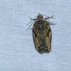 Epiphyas ashworthana (Ashworth's Tortrix) at Numeralla, NSW - 13 Mar 2022 by Steve_Bok