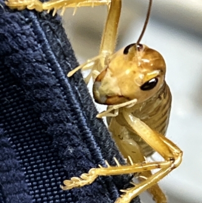 Arrolla longicauda (A raspy cricket) at Canberra Airport, ACT - 14 Mar 2022 by FeralGhostbat