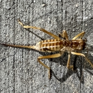 Arrolla longicauda at Canberra Airport, ACT - 14 Mar 2022 03:50 AM