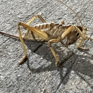 Arrolla longicauda at Canberra Airport, ACT - 14 Mar 2022