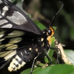 Papilio anactus (Dainty Swallowtail) at ANBG - 13 Mar 2022 by TimL