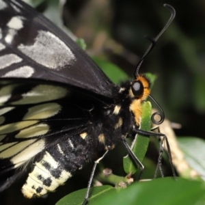 Papilio anactus at Acton, ACT - suppressed