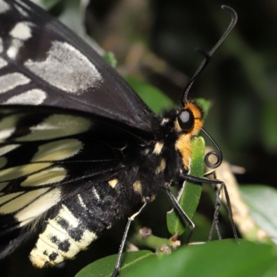 Papilio anactus (Dainty Swallowtail) at ANBG - 13 Mar 2022 by TimL