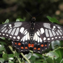 Papilio anactus at Acton, ACT - 13 Mar 2022